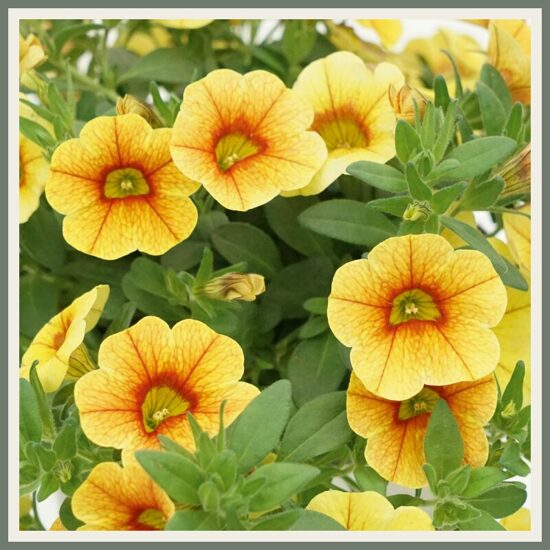 Väikepetuunia 'MiniFamous Uno', kollane, punase keskosaga