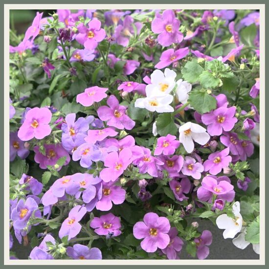 Amplisegu 'Trixi Compact Falls', madalakasvuline segulill