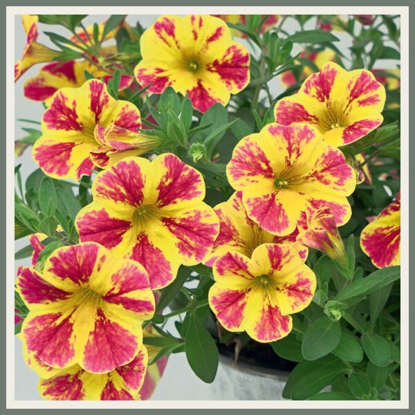 Väikepetuunia 'MiniFamous Neo Summer Joy', suviselt särav