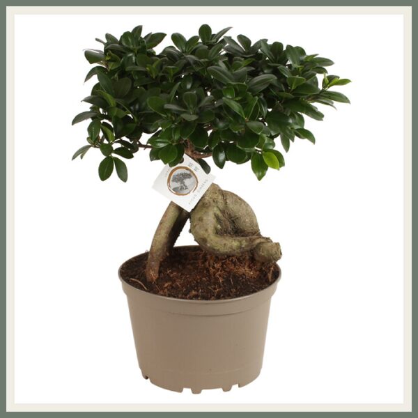 Väikeseviljaline viigipuu Ginseng