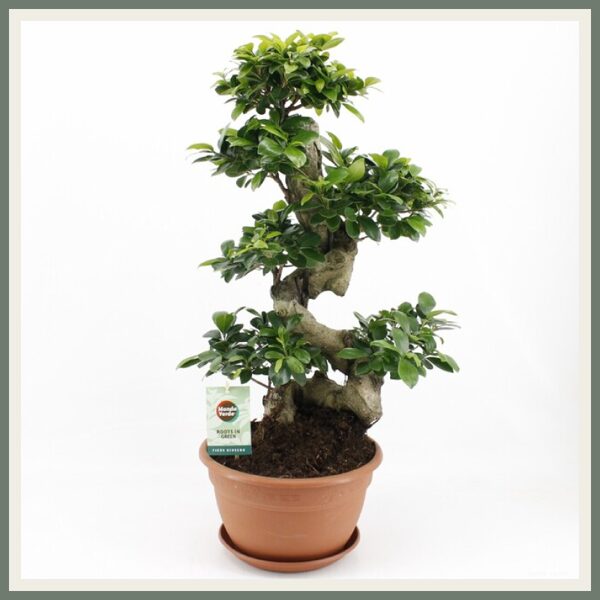 Väikeseviljaline viigipuu Ginseng