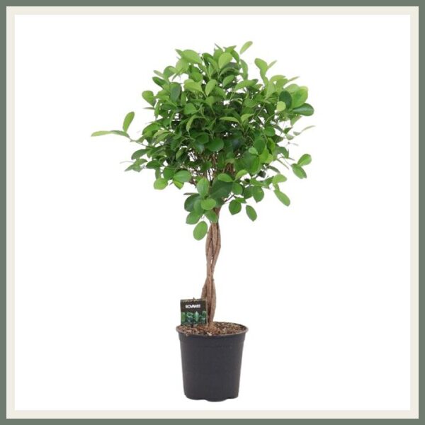 Väikeseviljaline viigipuu Moiclame