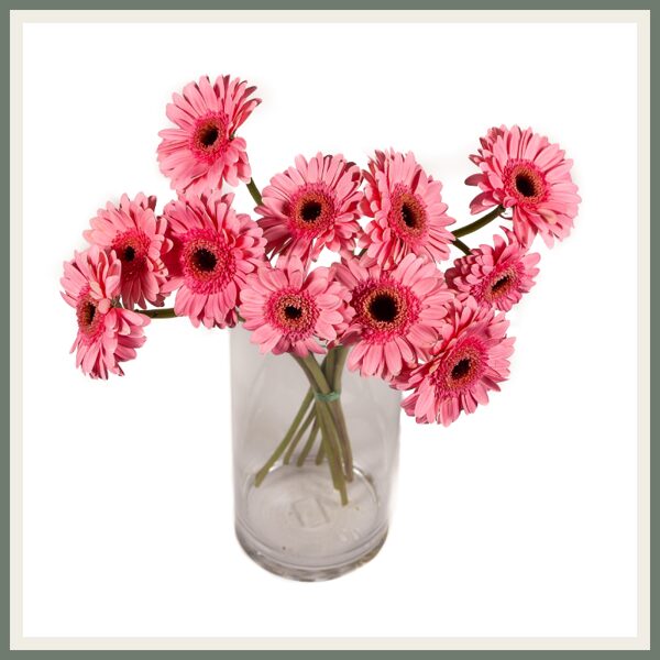 Gerbera