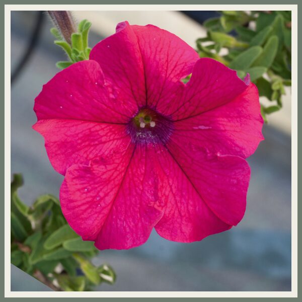 Petuunia 'AlpeTunia', erkroosa