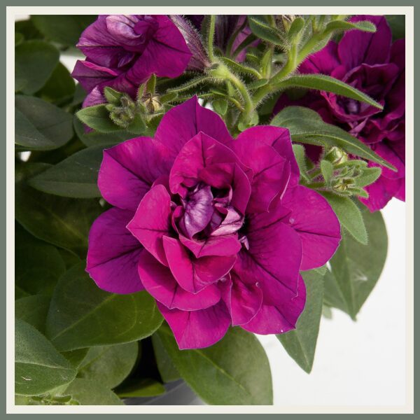 Petuunia 'SweetSunshine', magentaroosa