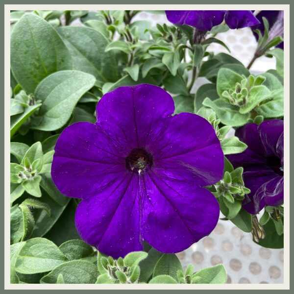 Petuunia 'Famous Blue 24', sinine