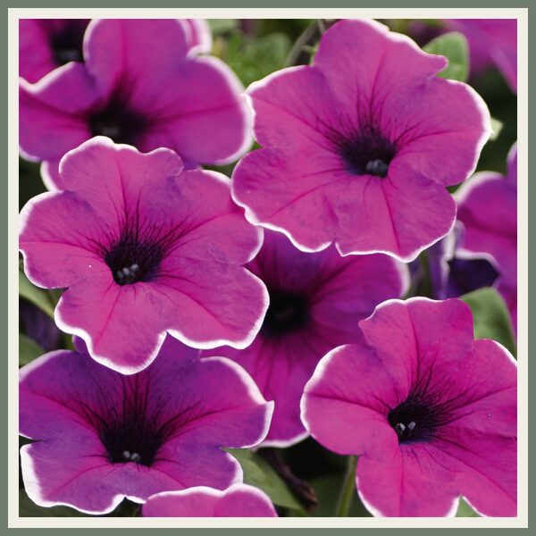 Petuunia 'Famous Lilac Picotee', lillakas valgeservaline