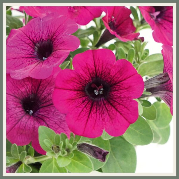 Petuunia 'Famous Purple '21', lilla