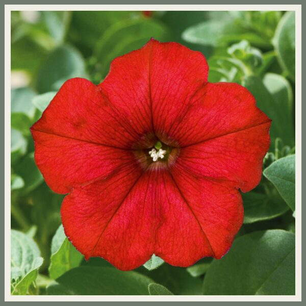 Petuunia 'Famous Red Fire '14', tulipunane