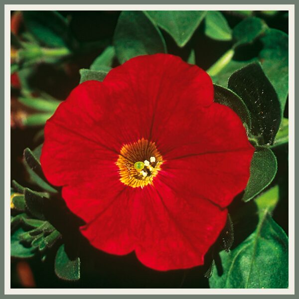 Petuunia 'AlpeTunia Red '14', punane