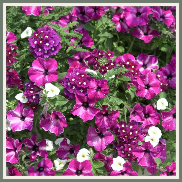 Segulill 'Trixi Circus Sky', värviline