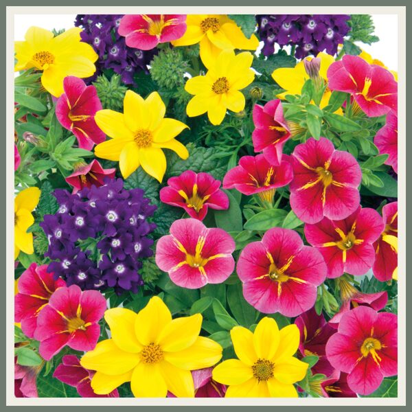 Segulill 'Trixi Cracker '23', erksavärviline