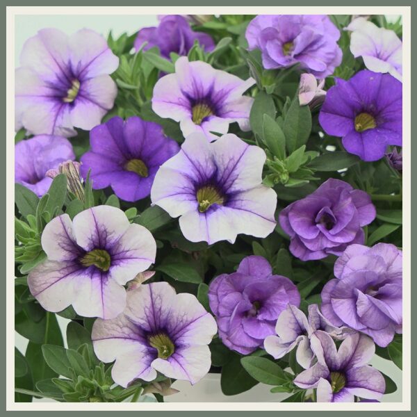 Segulill 'Trixi Shades of Blue '22', sinine