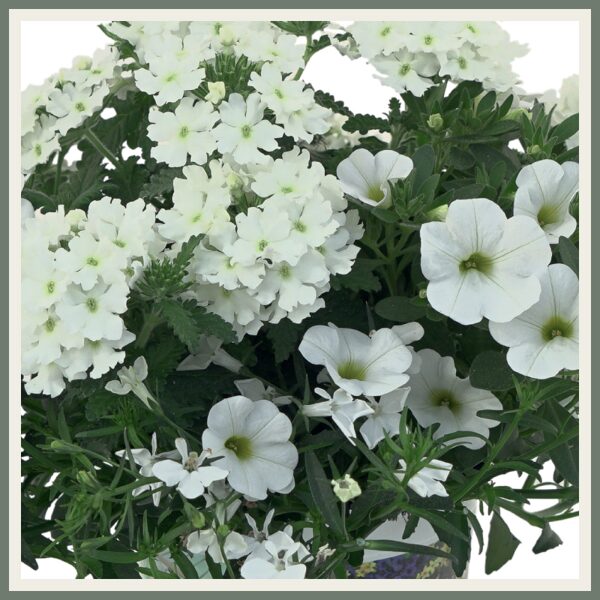 Segulill 'Trixi White Wedding '17', valge