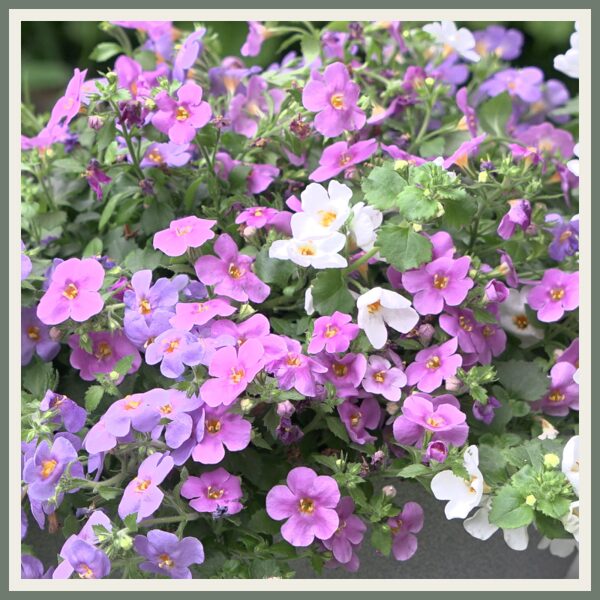 Madalakasvuline segulill 'Trixi Compact Falls '22'