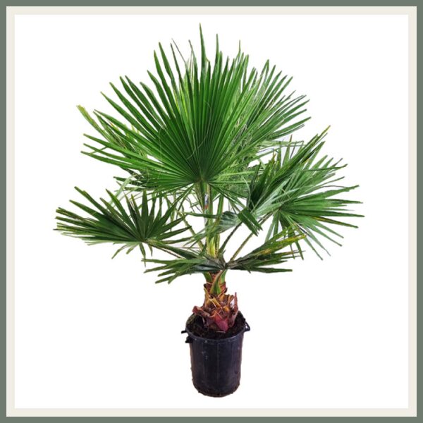 Washingonia robustaTugev vašingtooniapalm